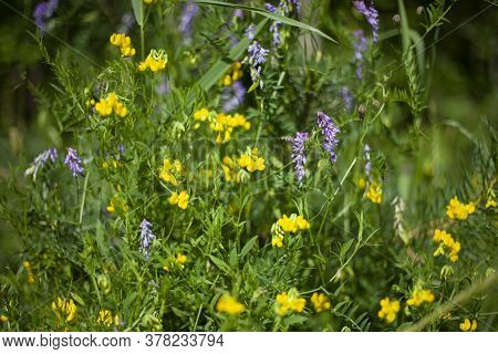 Wildflowers On A Summer Day. Natural Beautiful Background From Inflorescences. Shallow Depth Of Fiel