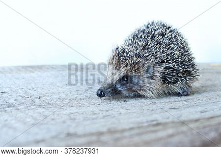 Cute Little Hedgehog On A Wooden Board.