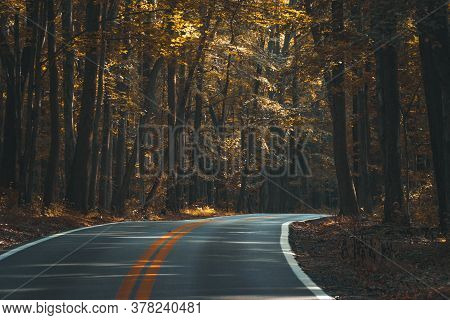 A Beautiful Attractive Designed Tree Lane On Road
