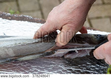 Fisherman Cutting Fillet On A Pollack After Fishing It In Brittany