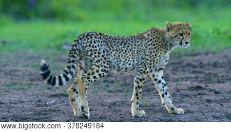 Here In The Photo We See A Beautiful Cheetah And It Is Very Dangerous.