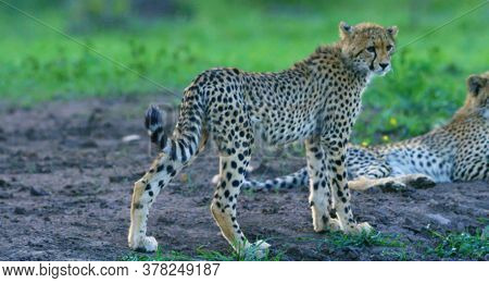 Here In The Image We See Beautiful Cheetahs And They Are Very Dangerous.