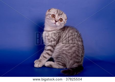 스코티시 폴드 고양이