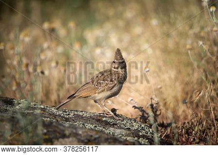 Funny Bird The Crested Lark On Stone. Wildlife Photography