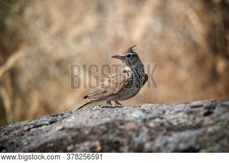 Funny Bird The Crested Lark On Stone. Wildlife Photography