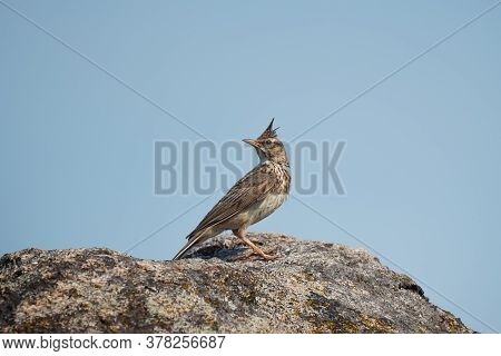 Funny Bird The Crested Lark On Stone. Wildlife Photography