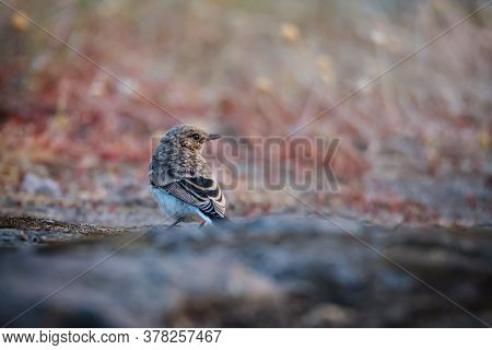 The Northern Wheatear, Wild Bird Sits On A Stone