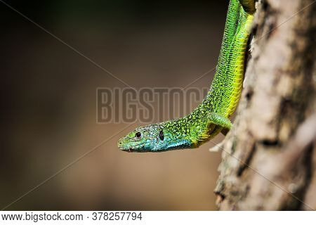 Close-up Of Bright Green Lizard