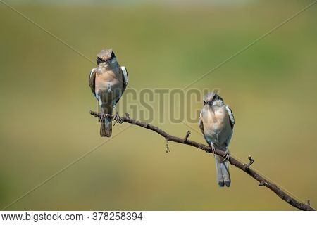 Two Birds The Great Grey Shrike On Tree Branch