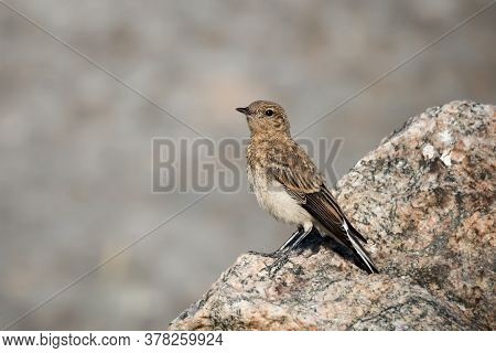 The Northern Wheatear, Wild Bird Sits On A Stone