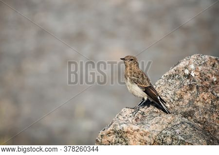 The Northern Wheatear, Wild Bird Sits On A Stone