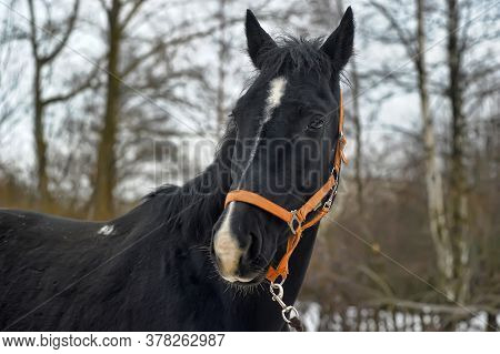 Head Of A Black Horse In A Bridle In Winter Portrait