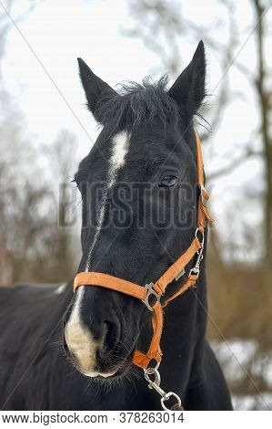 Head Of A Black Horse In A Bridle In Winter Portrait