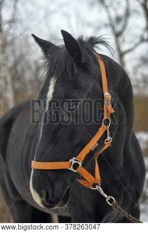 Head Of A Black Horse In A Bridle In Winter Portrait