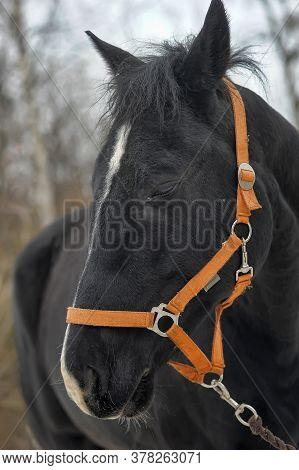 Head Of A Black Horse In A Bridle In Winter Portrait