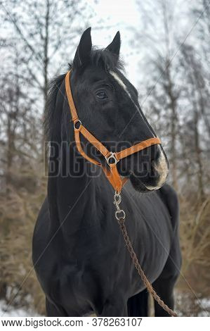 Head Of A Black Horse In A Bridle In Winter Portrait