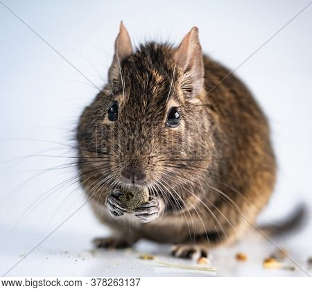 Squirrel degu eating food on white background