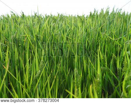 Wheat Green Field And Beautiful Countryside Scener