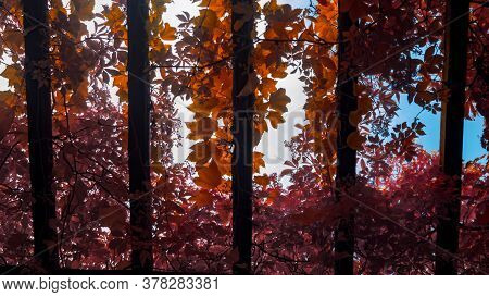 Ping And Orange Ivy Leafs Over The Pergola Boards. Full Spectrum Abstract Vision.