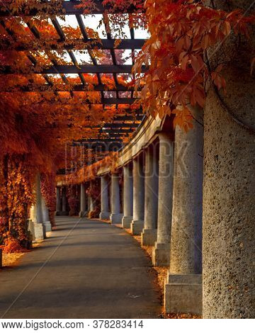 Orange Ivy Growing Over Concrete Columns Around Path In Magical Garden. Wooden Pergola.