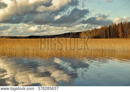 Autumn, Lake, Coast, Cane In The Russia