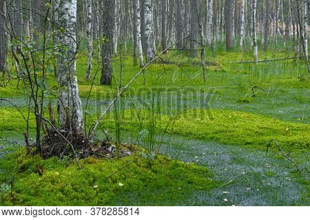 Birches On The Swamp Beautiful Landscape Photo