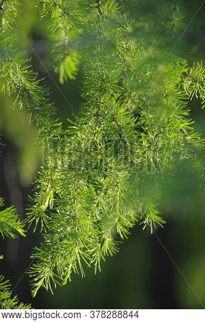 Green Branches Of Larch