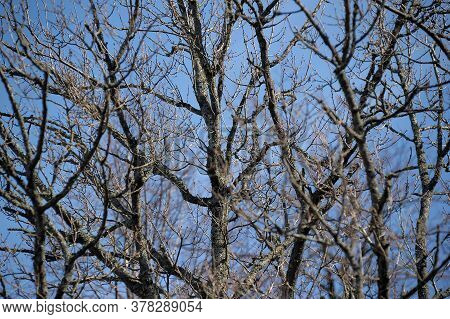 Tree Branches Without Leaves On The Sky Background