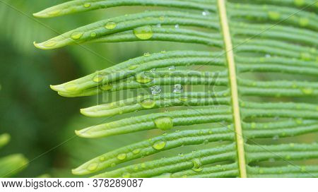 Drop Of Dew Stuck On A Leaf Against Green Background In The Morning.selective Focus.