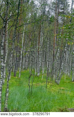 Birches On The Swamp In Summer Forest