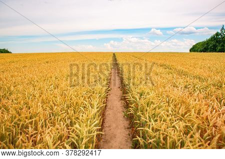 Wheat Field In Belarus, Summer Background, Nature