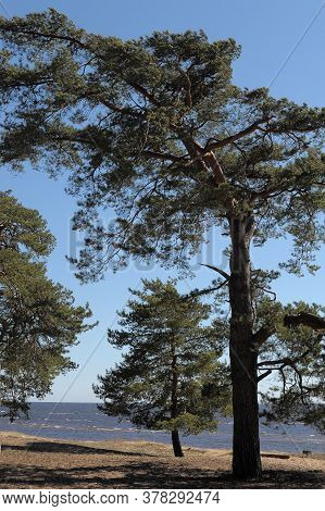 Pine On The Shore Of The Finnish Gulf