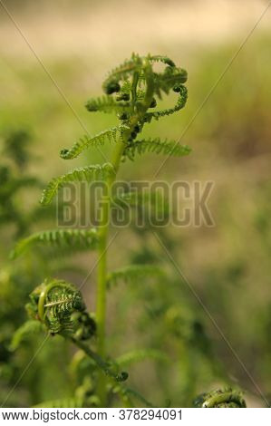 Fern Leaf Just About To Unfurl, A Type Of Pteridophyte Plant