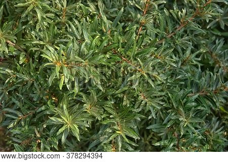(hippophae Rhamnoides) Foliage. Thorny Deciduous Shrub In The Family Elaeagnaceae,