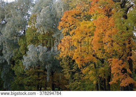 Green, Silver And Yellow Foliage On Trees In Autumn