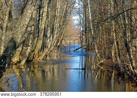Spring Flood In The Forest Beautiful Landscape Photo