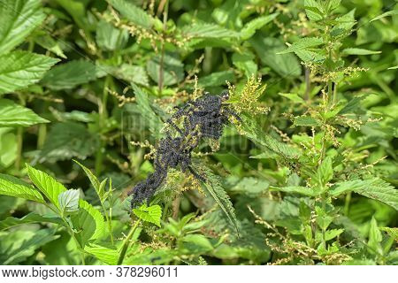 Group Of Black European Peacock Caterpillars Feeding On Stinging Nettle Leaves