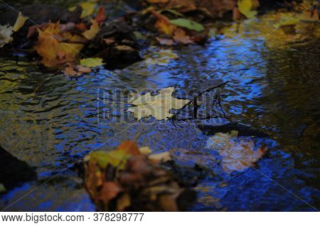 Beautiful Autumn Leaves Fell Into The Water In The Autumn Rain