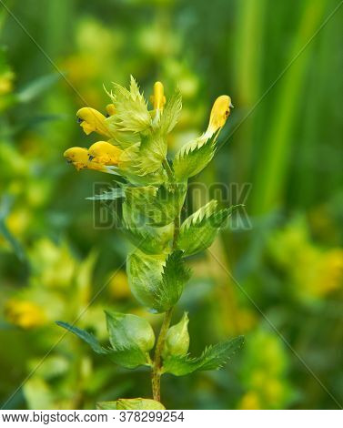 Rhinanthus Angustifolius,   Narrow-leaved Rattle Or Greater Yellow-rattle,  Annual Wildflower Native