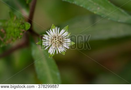 Eclipta Prostrata Or Bhringraj Flower, Also Known As False Daisy Or Karisalankanni With Copy Space