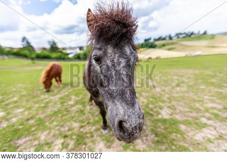 Shetty Horse Stands On A Green Meadow