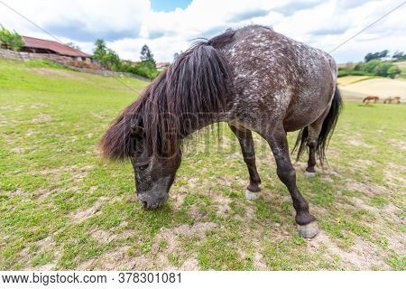 Shetty Horse Stands On A Green Meadow