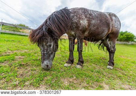 Shetty Horse Stands On A Green Meadow