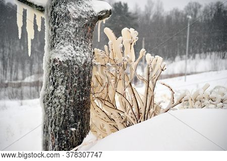 Covered With A Large Layer Of Ice Tree Branches