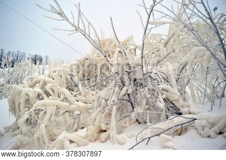 Covered With A Large Layer Of Ice Tree Branches