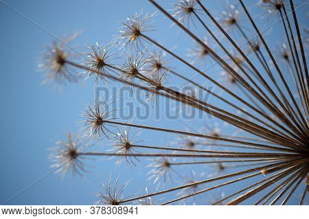 Dry Herb Hogweed