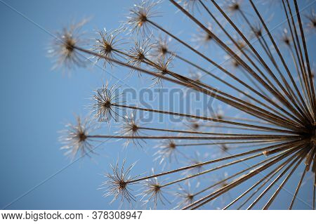 Dry Herb Hogweed