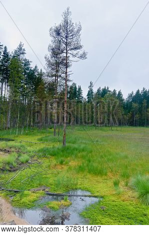 Morning Forest Swamp With Dead Trees Photo