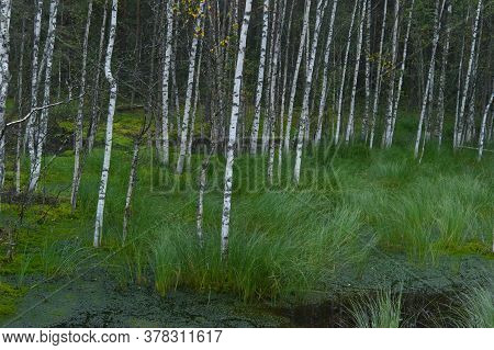 Birches On The Swamp In Summer Forest