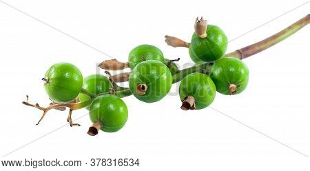 Thai Cardamom (amomum Krevanh) Isolated On White Background
